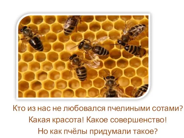 Кто из нас не любовался пчелиными сотами? Какая красота! Какое совершенство! Но как пчёлы придумали такое?