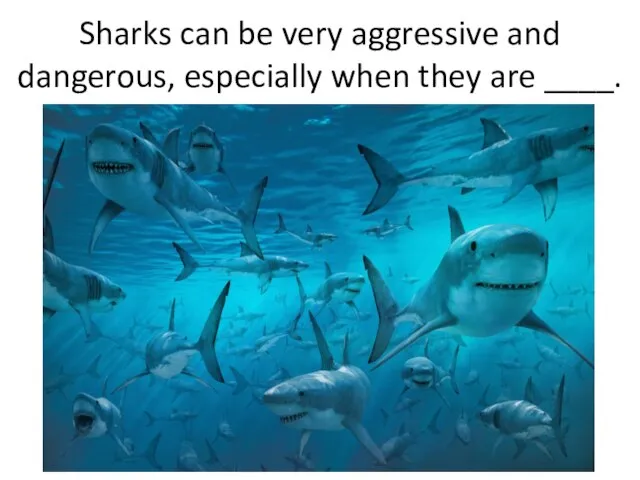 Sharks can be very aggressive and dangerous, especially when they are ____.