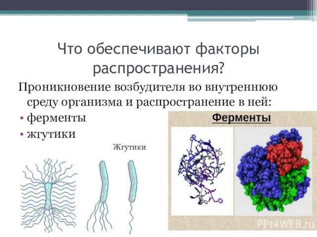 Что обеспечивают факторы распространения? Проникновение возбудителя во внутреннюю среду организма и распространение