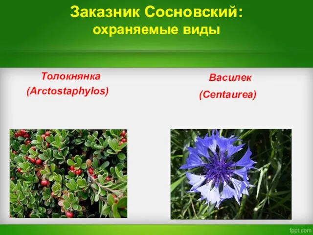 Заказник Сосновский: охраняемые виды Толокнянка (Arctostaphylos) Василек (Centaurea)