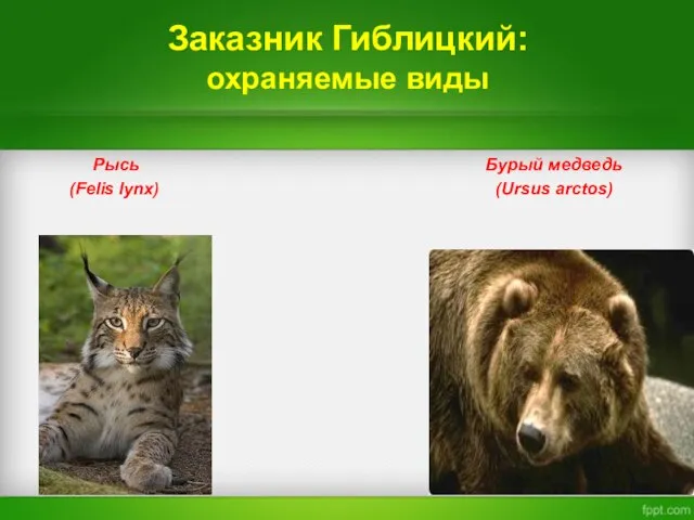 Заказник Гиблицкий: охраняемые виды Рысь Бурый медведь (Felis lynx) (Ursus arctos)