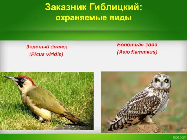 Заказник Гиблицкий: охраняемые виды Зеленый дятел (Picus viridis) Болотная сова (Asio flammeus)