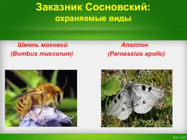 Заказник Сосновский: охраняемые виды Шмель моховой Аполлон (Bombus muscorum) (Parnassius apollo)