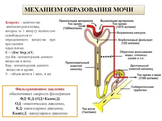 МЕХАНИЗМ ОБРАЗОВАНИЯ МОЧИ Клиренс – количество миллилитров плазмы, которое за 1 минуту