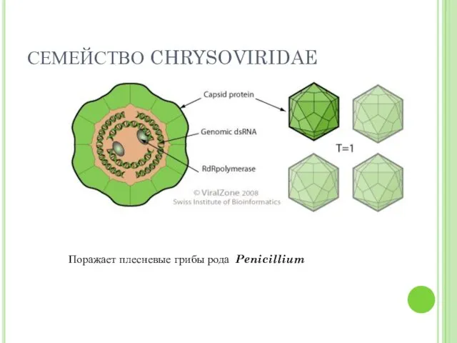СЕМЕЙСТВО CHRYSOVIRIDAE Поражает плесневые грибы рода Penicillium