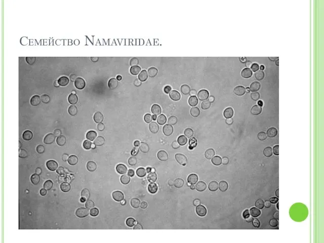 Семейство Namaviridae.