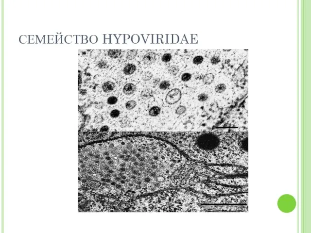 СЕМЕЙСТВО HYPOVIRIDAE