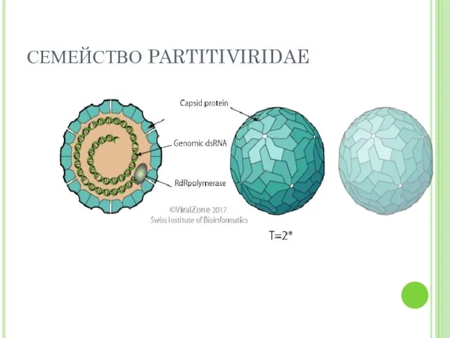 СЕМЕЙСТВО PARTITIVIRIDAE