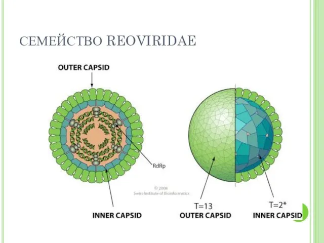 СЕМЕЙСТВО REOVIRIDAE