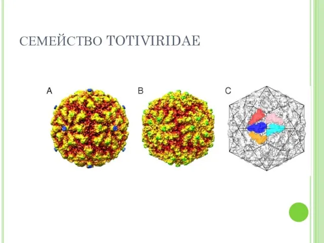 СЕМЕЙСТВО TOTIVIRIDAE