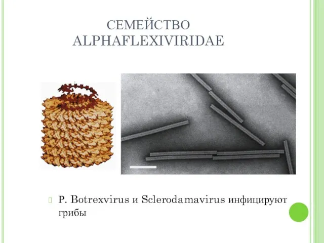 СЕМЕЙСТВО ALPHAFLEXIVIRIDAE Р. Botrexvirus и Sclerodamavirus инфицируют грибы