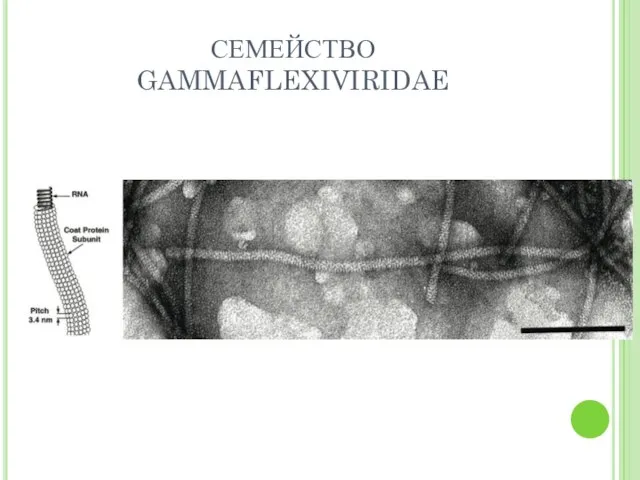 СЕМЕЙСТВО GAMMAFLEXIVIRIDAE