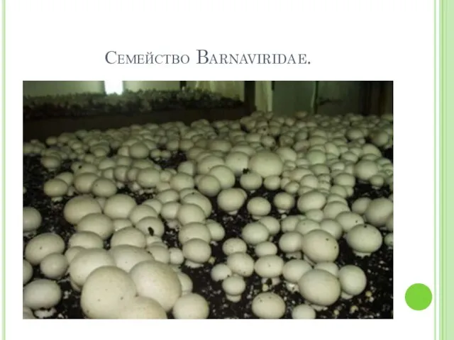 Семейство Barnaviridae.