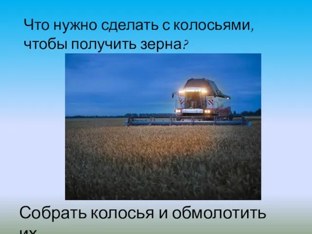 Что нужно сделать с колосьями, чтобы получить зерна? Собрать колосья и обмолотить их.