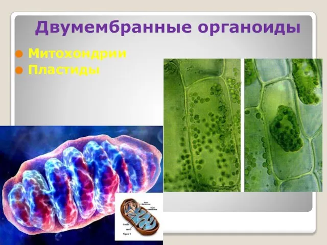 Двумембранные органоиды Митохондрии Пластиды