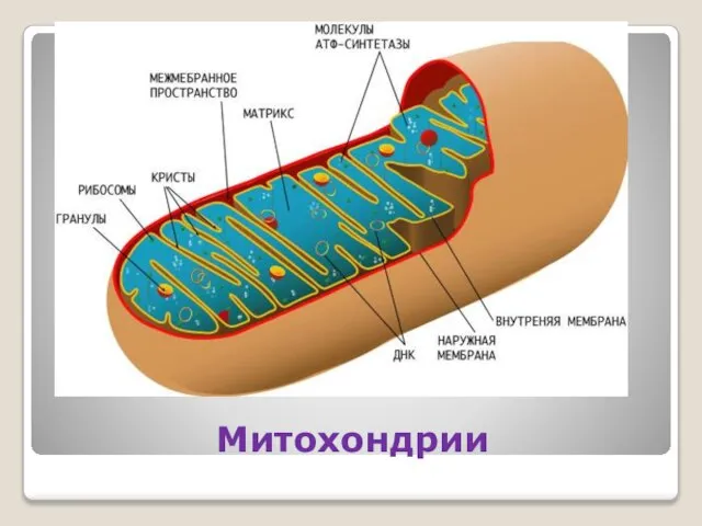 Митохондрии