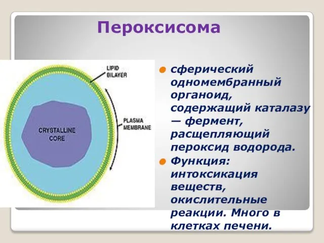 Пероксисома сферический одномембранный органоид, содержащий каталазу — фермент, расщепляющий пероксид водорода. Функция: