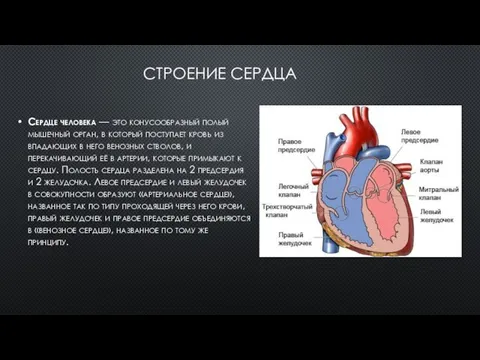 СТРОЕНИЕ СЕРДЦА Сердце человека — это конусообразный полый мышечный орган, в который