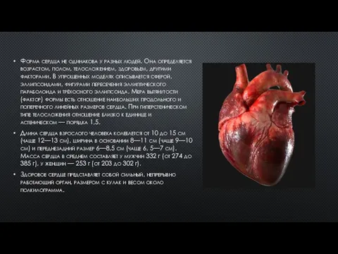 Форма сердца не одинакова у разных людей. Она определяется возрастом, полом, телосложением,