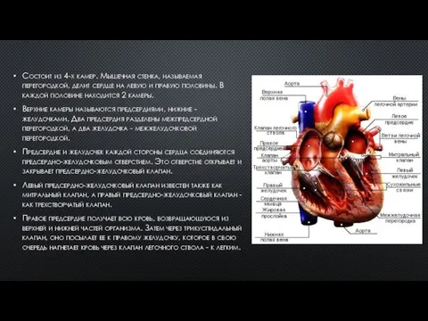 Состоит из 4-х камер. Мышечная стенка, называемая перегородкой, делит сердце на левую