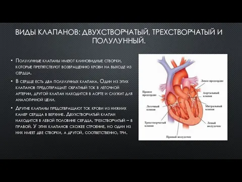 ВИДЫ КЛАПАНОВ: ДВУХСТВОРЧАТЫЙ, ТРЕХСТВОРЧАТЫЙ И ПОЛУЛУННЫЙ. Полулунные клапаны имеют клиновидные створки, которые