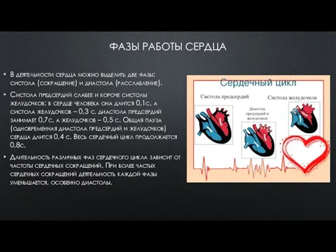 ФАЗЫ РАБОТЫ СЕРДЦА В деятельности сердца можно выделить две фазы: систола (сокращение)