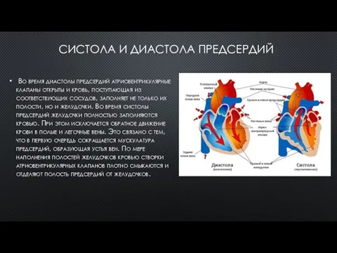 СИСТОЛА И ДИАСТОЛА ПРЕДСЕРДИЙ Во время диастолы предсердий атриовентрикулярные клапаны открыты и