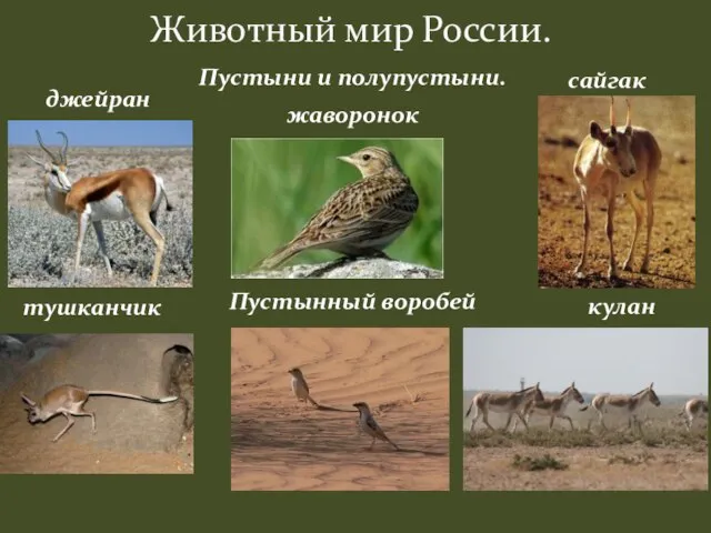 Животный мир России. Пустыни и полупустыни. джейран жаворонок сайгак тушканчик Пустынный воробей кулан