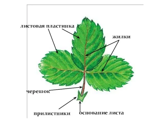 Внешнее строение листа черешок листовая пластинка основание листа прилистники жилки