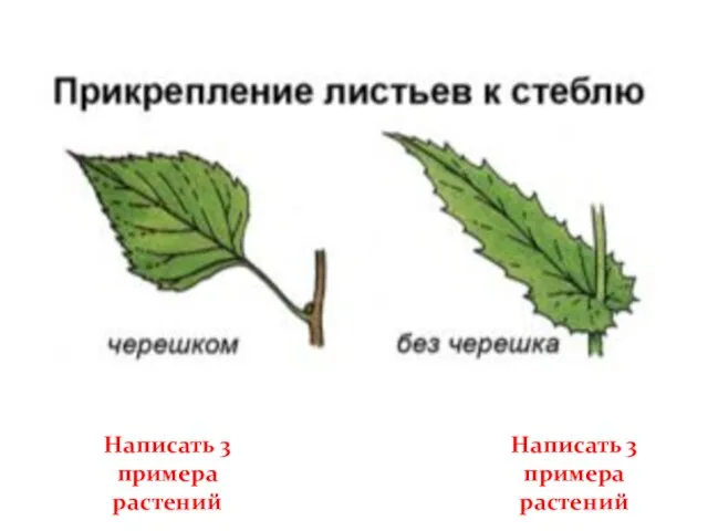 Написать 3 примера растений Написать 3 примера растений