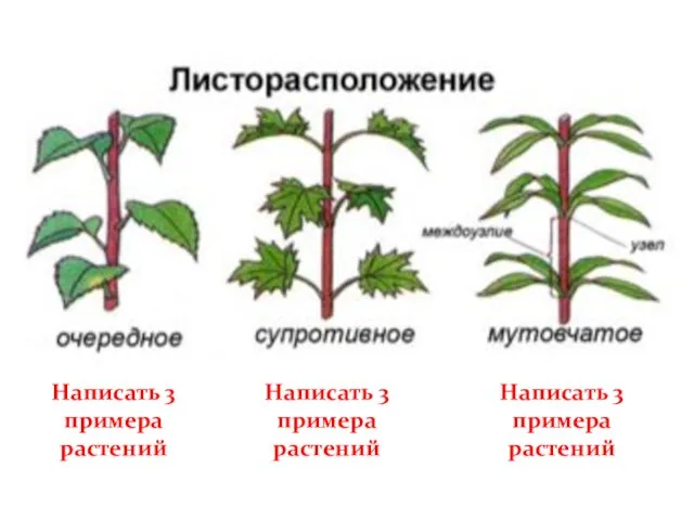 Написать 3 примера растений Написать 3 примера растений Написать 3 примера растений