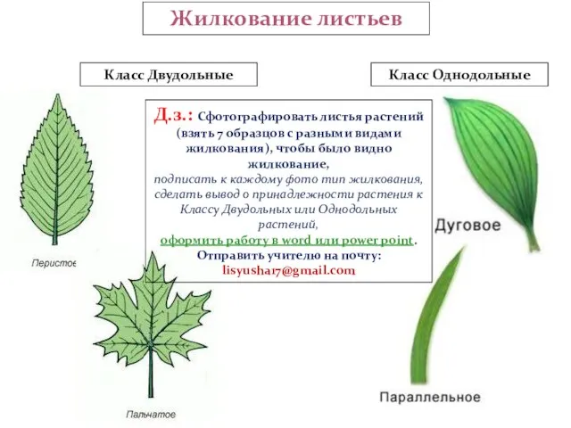 Жилкование листьев Класс Двудольные Класс Однодольные Д.з.: Сфотографировать листья растений (взять 7