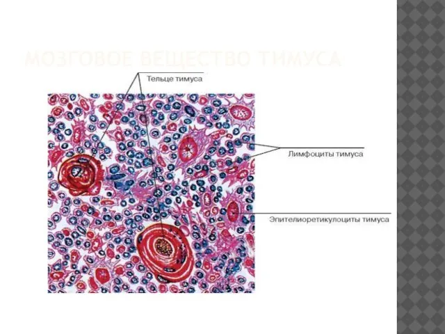 МОЗГОВОЕ ВЕЩЕСТВО ТИМУСА