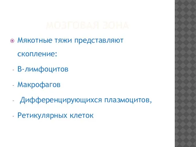 МОЗГОВАЯ ЗОНА Мякотные тяжи представляют скопление: В-лимфоцитов Макрофагов Дифференцирующихся плазмоцитов, Ретикулярных клеток