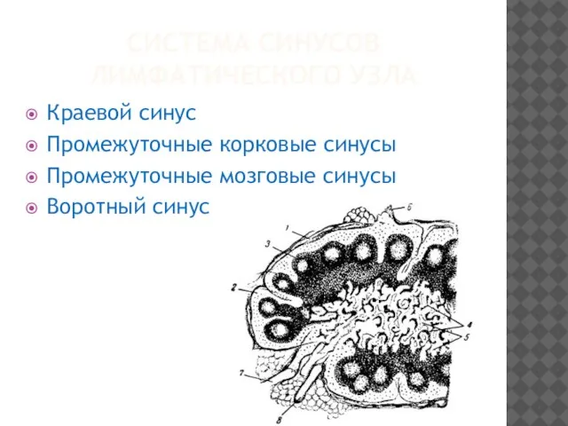 СИСТЕМА СИНУСОВ ЛИМФАТИЧЕСКОГО УЗЛА Краевой синус Промежуточные корковые синусы Промежуточные мозговые синусы Воротный синус