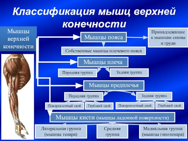 Классификация мышц верхней конечности Мышцы пояса Мышцы кисти (мышцы ладонной поверхности) Мышцы