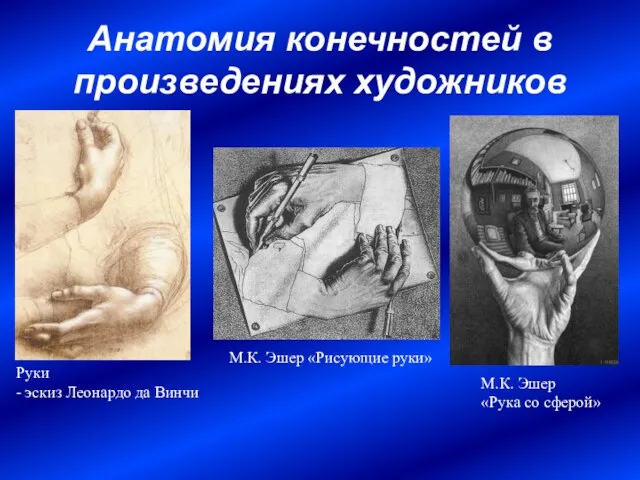 Анатомия конечностей в произведениях художников М.К. Эшер «Рисующие руки» Руки - эскиз