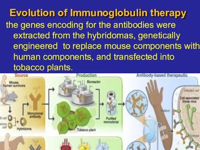 Evolution of Immunoglobulin therapy the genes encoding for the antibodies were extracted
