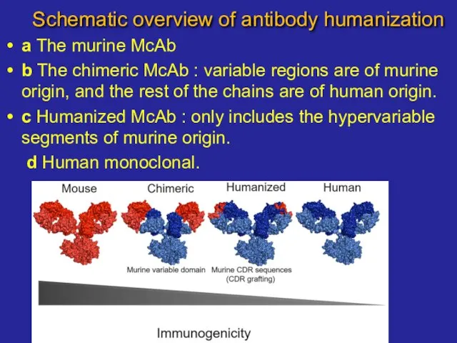 Schematic overview of antibody humanization a The murine McAb b The chimeric