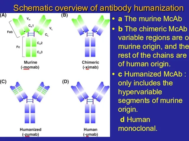 Schematic overview of antibody humanization a The murine McAb b The chimeric