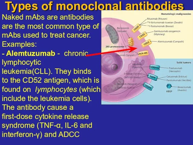 Types of monoclonal antibodies Naked mAbs are antibodies are the most common