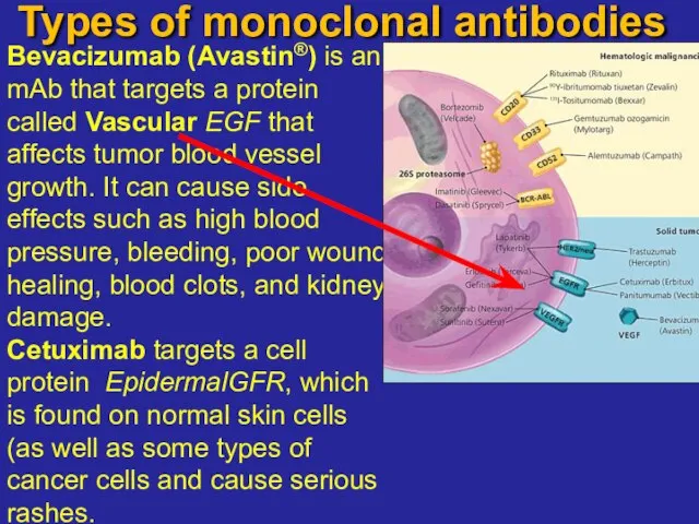 Types of monoclonal antibodies endothelial growth factor Bevacizumab (Avastin®) is an mAb