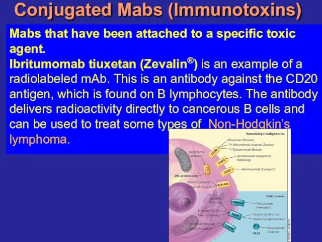 Conjugated Mabs (Immunotoxins) Mabs that have been attached to a specific toxic