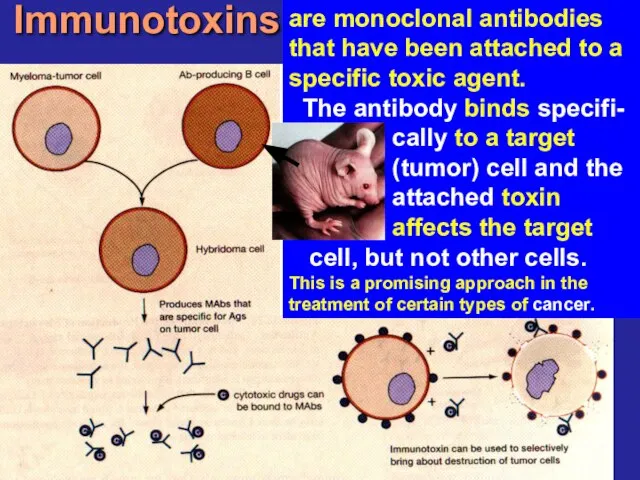 Immunotoxins are monoclonal antibodies that have been attached to a specific toxic