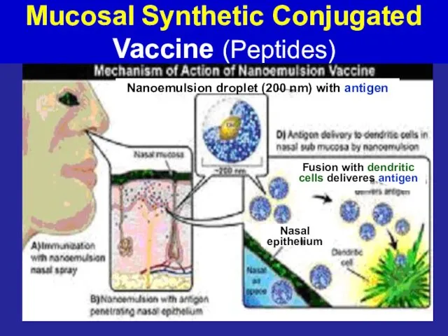 Mucosal Synthetic Conjugated Vaccine (Peptides) Nanoemulsion droplet (200 nm) with antigen Fusion