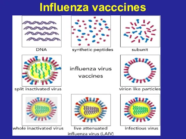 Influenza vacccines
