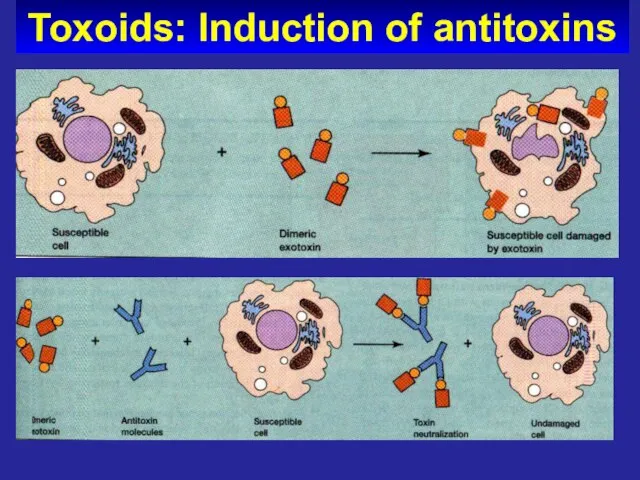 Toxoids: Induction of antitoxins
