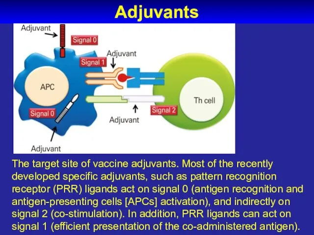 Adjuvants The target site of vaccine adjuvants. Most of the recently developed