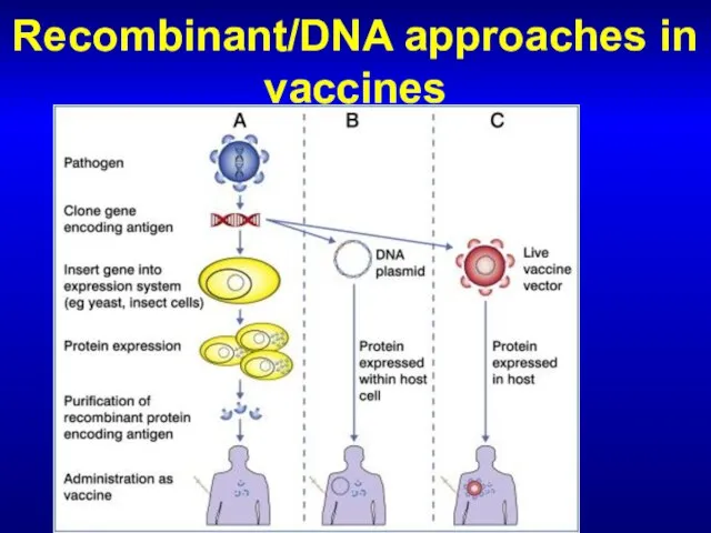 Recombinant/DNA approaches in vaccines