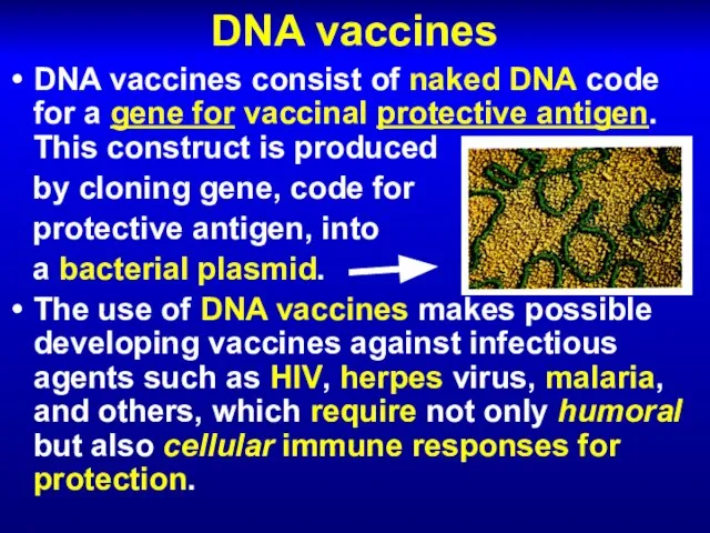 DNA vaccines DNA vaccines consist of naked DNA code for a gene